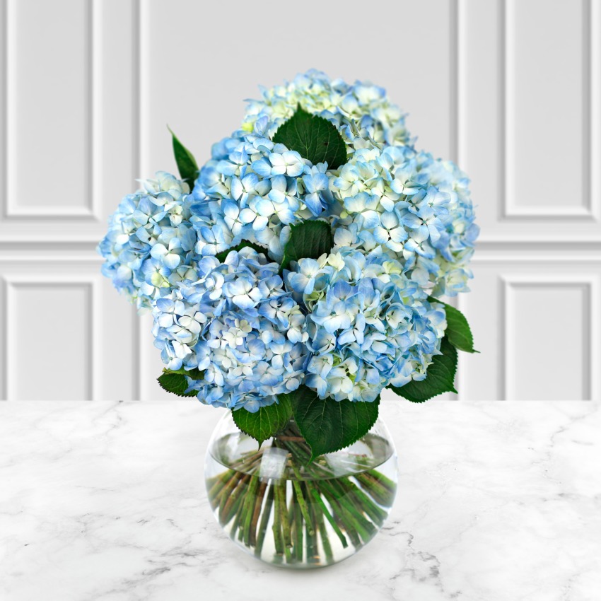 Blue Hydrangea