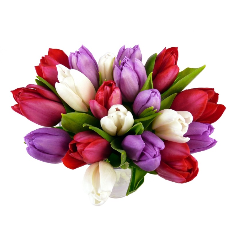 20 Christmas Tulips