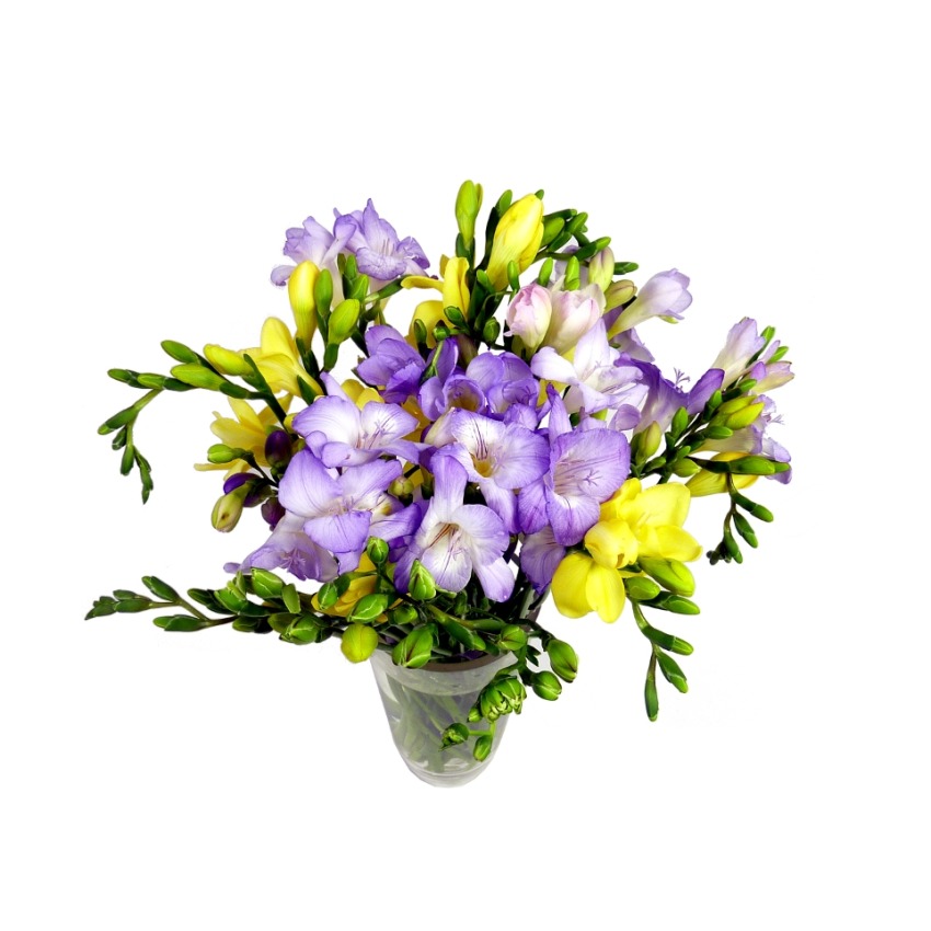 Scented Freesia