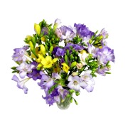 25 Scented Freesia