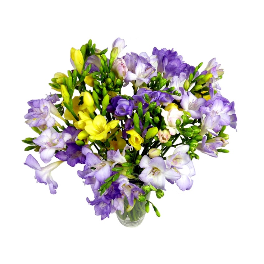 25 Assorted Freesia Guaranteed UK Delivery PostaRose Flowers