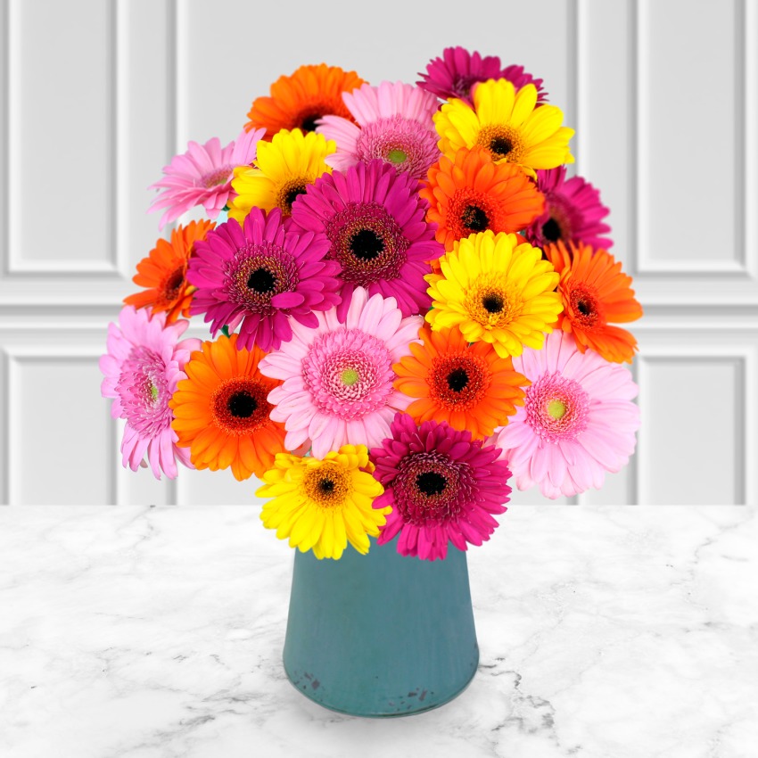 Gerbera Daisies