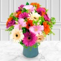 Deluxe Gerbera Bouquet