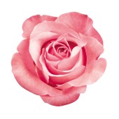 Single Pink Rose