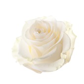 Single White Rose