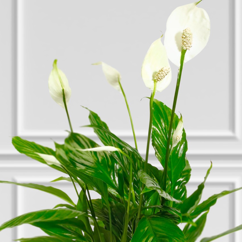 Peace Lily