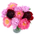 Peony Bouquet