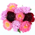 Peony Bouquet
