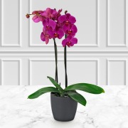 Phalaenopsis Orchid