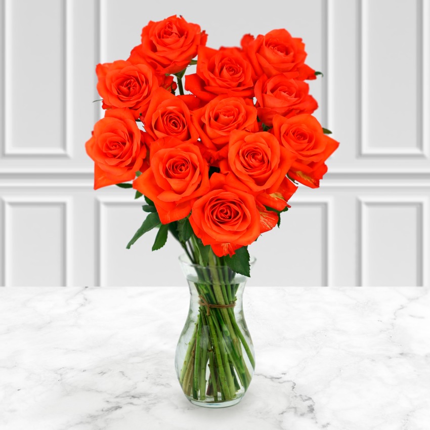 single orange rose