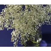 Gypsophila