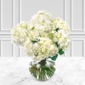 White Hydrangea