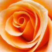 Orange Roses