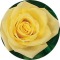 12 Rose Bouquet