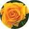 24 Rose Bouquet