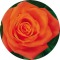 18 Rose Bouquet