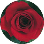 Single Rose