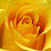 Yellow Roses