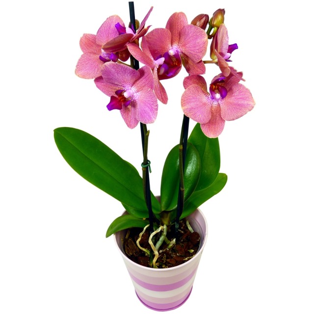 Phalaenopsis Orchid (Moth Orchid)