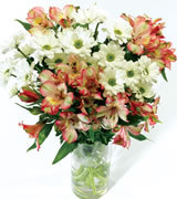 Alstroemeria