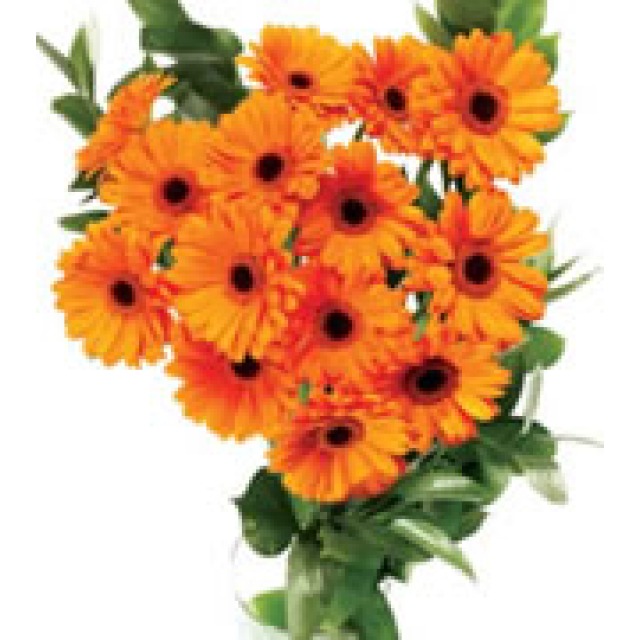 Gerberas & Chrysanthemums Care