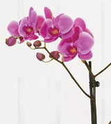 Orchid